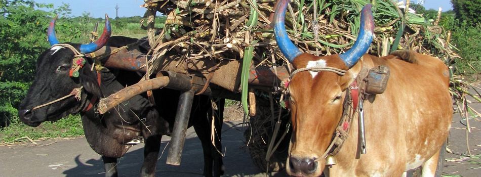 Sugarcane by Bullocks