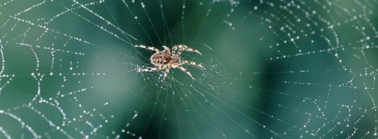 Crawling the web for furfural